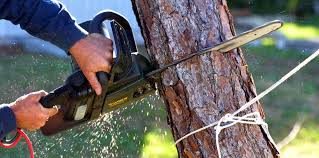 Professional  Tree Services in Crimora, VA