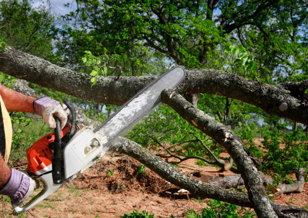 Why Choose Our Tree Removal Services in Crimora, VA?